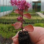 Lisa Bloomfield's photo