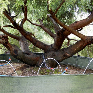Now That's A Trunk! Weeping Canadian Hemlock