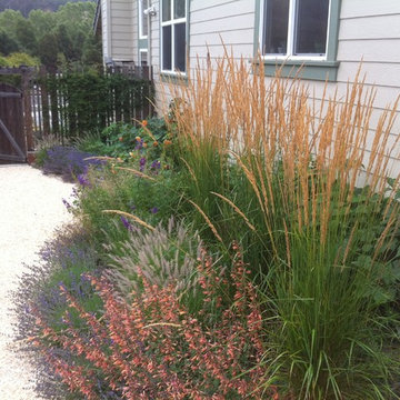 Colorful Drought Tolerant Garden