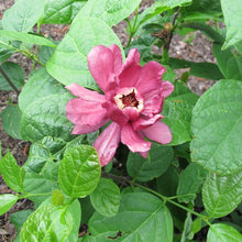 mmargenot's garden ideas