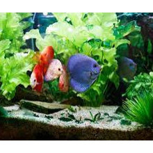 Green Water Fish Tank