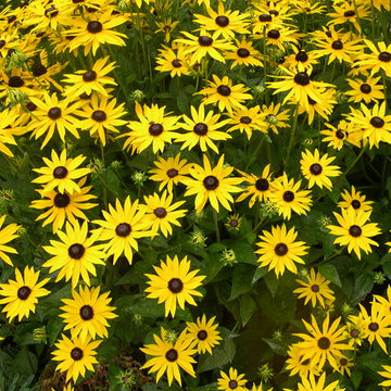 Great Missenden Garden