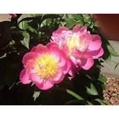 Josephine DiZoglio's photo