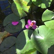 Sharon Kaufman's photo