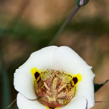 2018 Native Plant Garden Tour