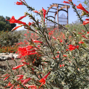 A Native & Herb Garden to Stroll Through