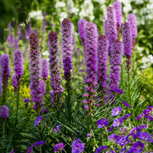 Plants