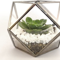 Geometric terrariums by Daring Flowers - Products