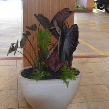 Indoor Plants by Lanaiscapes