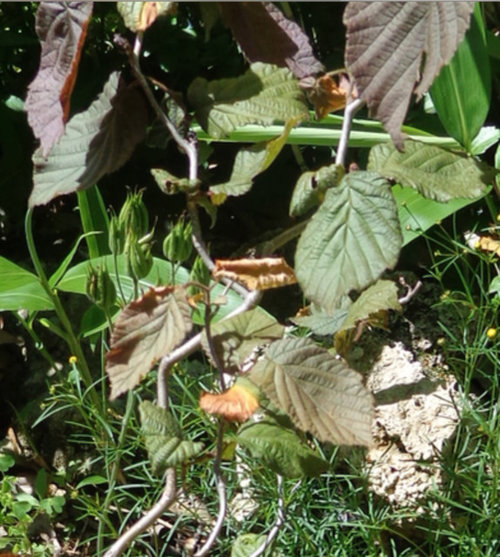 A weak and brown Red Dragon Contorted Filbert - Corylus avellena