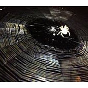 Nick Sikking's photo