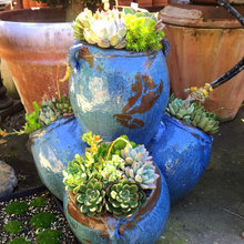 succulents