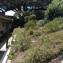 SB LANDSCAPE BEFORE