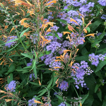 Plantings