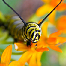 bugs