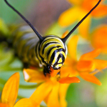 Butterfly Milkweed