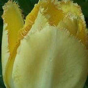 Shannon Blom's photo