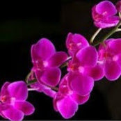 Melinda Bush's photo
