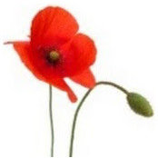 Kim Scott's photo