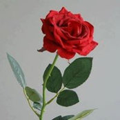 Rose Ms foto