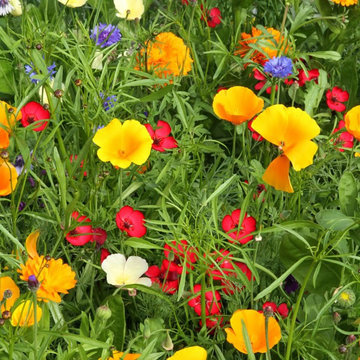 Annual Meadow Seed Mixes