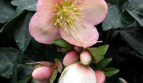 Julrosen – en juvel i vinterträdgården