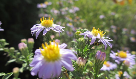 Plant These Fall-Flowering Natives in Early Summer for Pollinator Love