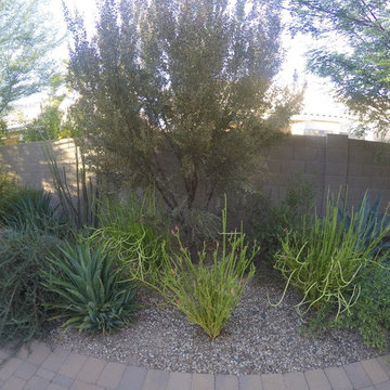 Plantings - 4 years