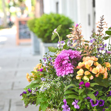 Summer Containers