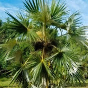 Coccothrinax Argentata's photo