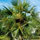 coccothrinax_argentata