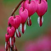 Foto von Sharon Wampler May