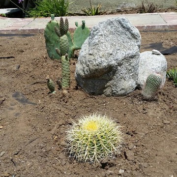 Ferocactus