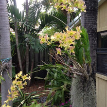 Orchids