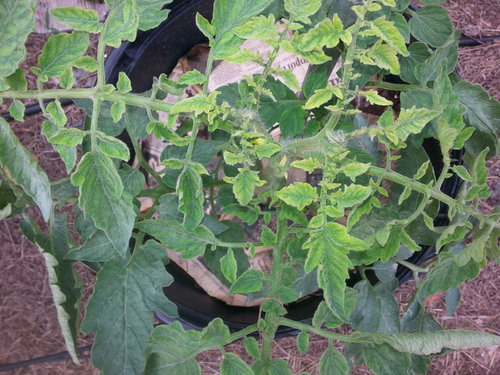 Leaves Turning Yellow On My Tomato Plant - Yellow Leaves On Tomato Plants Epsom Salts