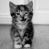 Tamara Taillie's photo