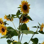 Cindy Machia's photo