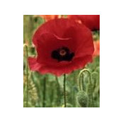 Anna Walsh's photo