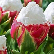 Vidhya Valentino's photo