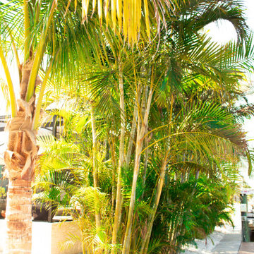 Tropical Design & Installation - West Bradenton