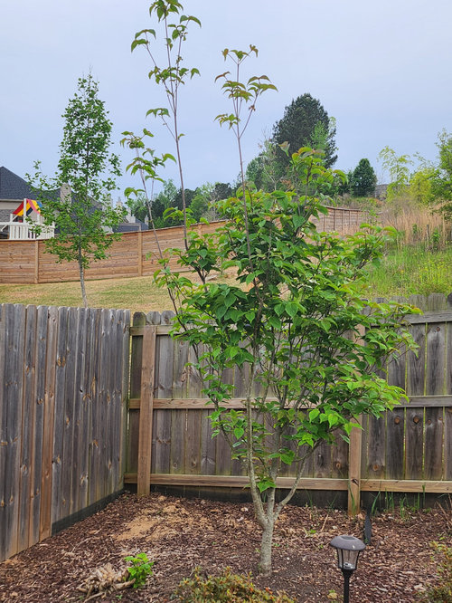 Trimming dogwood tree