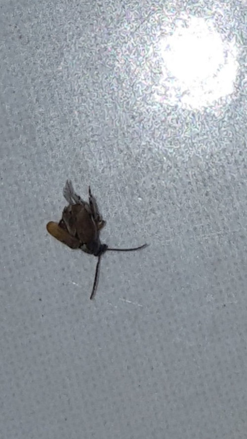 what are the little flying bugs in my kitchen