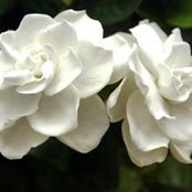 Juliana Cocola's photo
