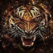 Tiger Aykoffy's photo