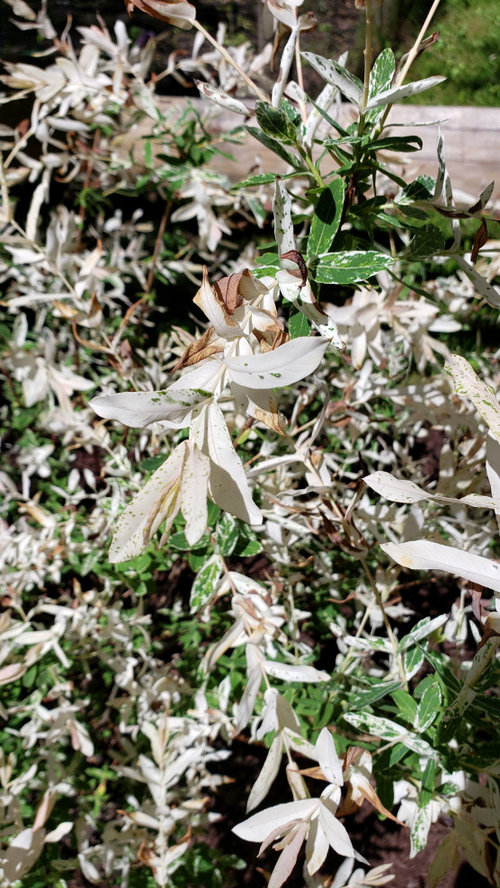 Dappled willow leaves turning brown. Should I be concerned?