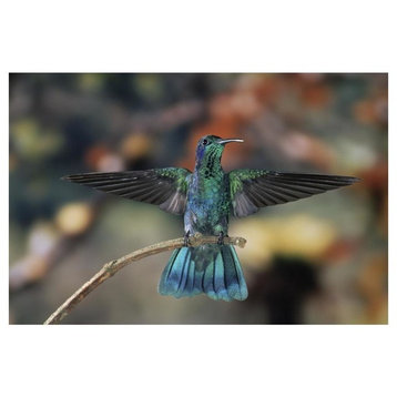 "Green Violet-ear hummingbird, Monteverde Cloud Reserve" Paper Art, 38"x26"