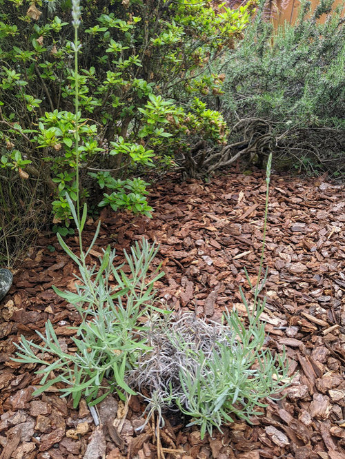 half dead lavender. help!
