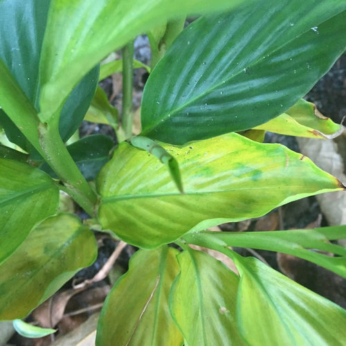Ginger Leaves Yellowing