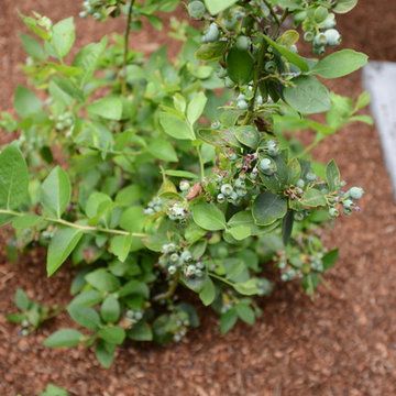 2016 Gamble Garden Tour - Bowdoin