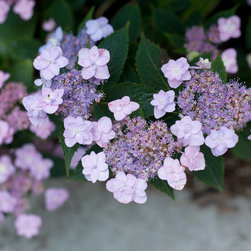 Tiny Tuff Stuff&trade; Mountain Hydrangea - Plants